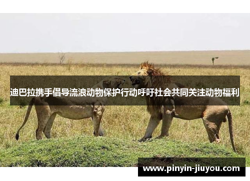 迪巴拉携手倡导流浪动物保护行动呼吁社会共同关注动物福利